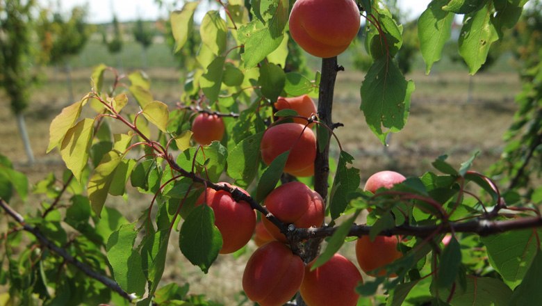 Our apricots, © Marillenglück Zimmermann Our apricots, © Marillenglück Zimmermann