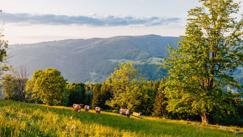 Nestelberg 17 (c)Marlene Schindlegger (50), © Sabine Wieser Nestelberg 17 (c)Marlene Schindlegger (50), © Sabine Wieser