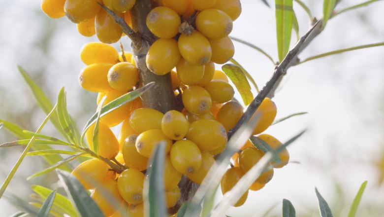 Sea buckthorn, © Andel Film Sea buckthorn, © Andel Film