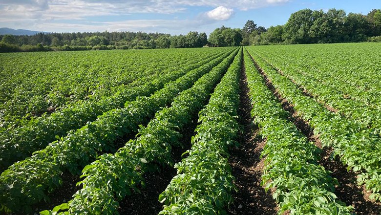 Handlerhof potato field, © Handler Johannes Handlerhof potato field, © Handler Johannes