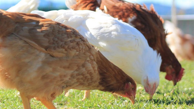 Organic chickens at Obermaierhof, © Obermaierhof Organic chickens at Obermaierhof, © Obermaierhof