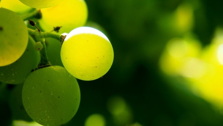 Weinlandhof Pennerstorfer, © Pixabay Weinlandhof Pennerstorfer, © Pixabay