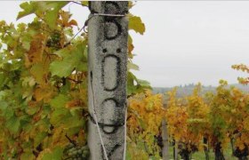 Vineyards, © Weingut Böck Vineyards, © Weingut Böck