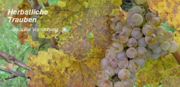 boeck_traueb, © Weingut Böck boeck_traueb, © Weingut Böck