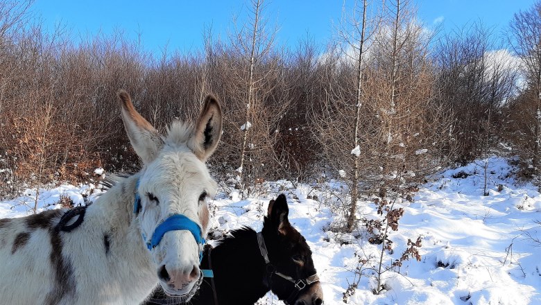 20210127_134637, © (Copyright Christine Plocek) 20210127_134637, © (Copyright Christine Plocek)