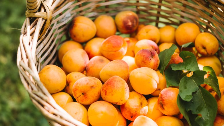 Fruity apricots from Lilli's apricot garden, © NÖW Stefan Fürtbauer Fruity apricots from Lilli's apricot garden, © NÖW Stefan Fürtbauer