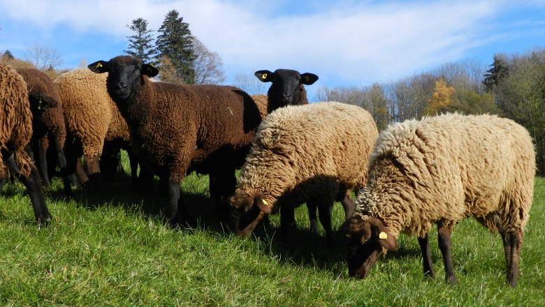 Sheep at the Poggau farm, © zVg Einkehrhof Poggau Sheep at the Poggau farm, © zVg Einkehrhof Poggau
