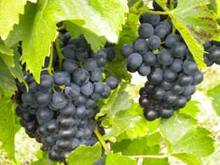 Grapes, © Weingut Grabner Grapes, © Weingut Grabner