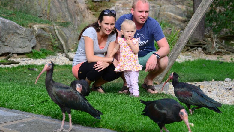 Northern Bald Ibis aviary, © Waldrapp Voliere Northern Bald Ibis aviary, © Waldrapp Voliere