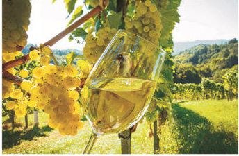 Viticulture "Luki", © Ludwig Kirchhofer Viticulture "Luki", © Ludwig Kirchhofer