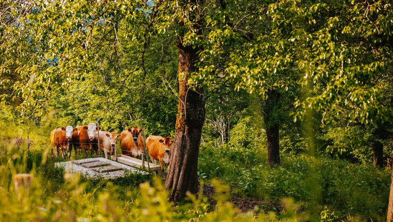 Nestelberg 17 (c)Marlene Schindlegger (43), © Sabine Wieser Nestelberg 17 (c)Marlene Schindlegger (43), © Sabine Wieser