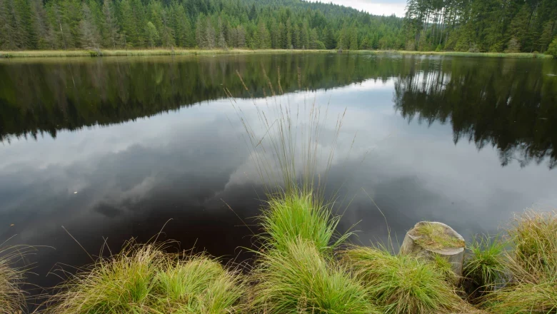 Ponds in the Weinsberg Forest, © Matthias Schickhofer Ponds in the Weinsberg Forest, © Matthias Schickhofer