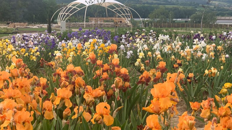 irisphoto, © Oberleitner Gartenkultur irisphoto, © Oberleitner Gartenkultur