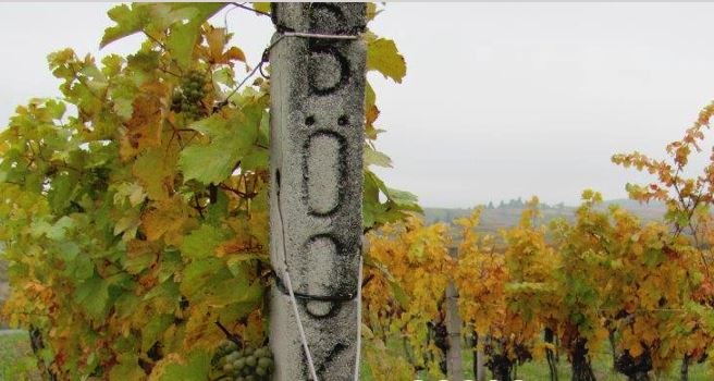 Vineyards, © Weingut Böck Vineyards, © Weingut Böck