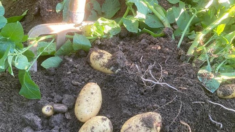 Handlerhof potato harvest, © Handler Johannes Handlerhof potato harvest, © Handler Johannes