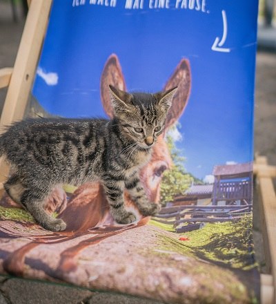 What's wrong with my ears, © Einkehrhof Poggau What's wrong with my ears, © Einkehrhof Poggau