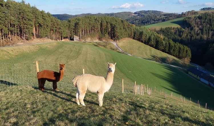 Bob, Dave & Zeus at the Leitenviertler Alpakahof, © Tanja Piribauer, Leitenviertler Alpakahof Bob, Dave & Zeus at the Leitenviertler Alpakahof, © Tanja Piribauer, Leitenviertler Alpakahof
