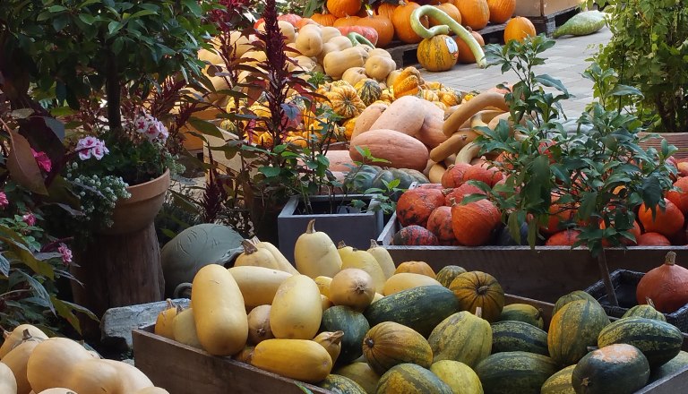 Countless pumpkin varieties at Kurbishof Heisler, © Familie Heisler Countless pumpkin varieties at Kurbishof Heisler, © Familie Heisler