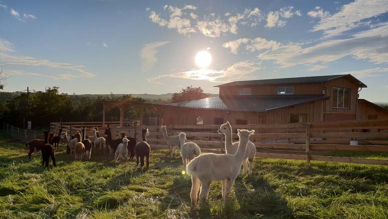 The cuddly alpacas, © Alpakazucht Siebenhirten The cuddly alpacas, © Alpakazucht Siebenhirten