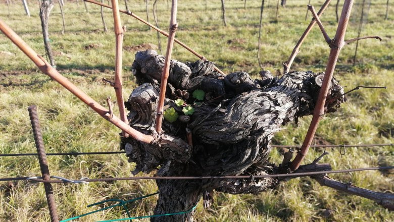 Vine, © Andrea Wiesinger Vine, © Andrea Wiesinger