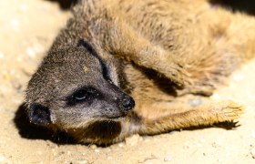Erdmännchen liegend_c_Tierpark Stadt Haag, © Tierpark Stadt Haag Erdmännchen liegend_c_Tierpark Stadt Haag, © Tierpark Stadt Haag
