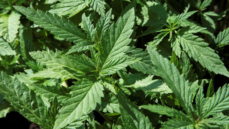 Hemp flowers, © Gemeinde Reingers Hemp flowers, © Gemeinde Reingers