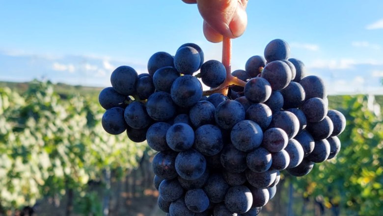 Winzerhof Semmler, © Winzerhof Semmler Winzerhof Semmler, © Winzerhof Semmler