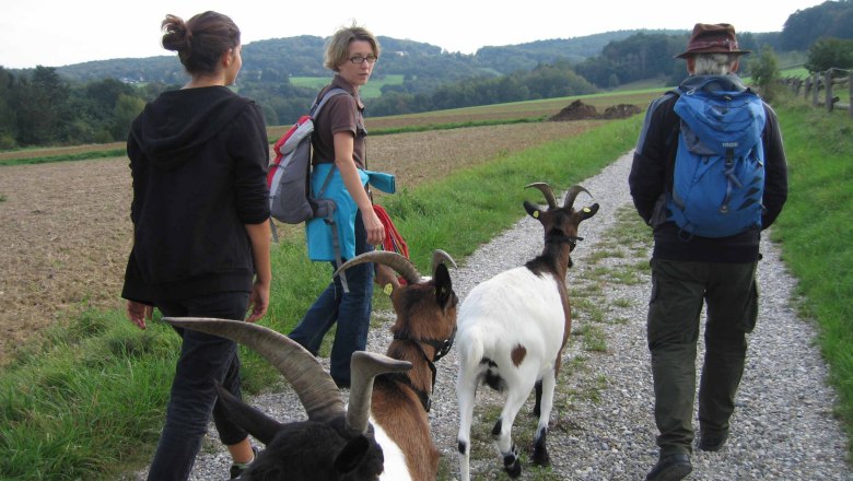 Goat hike, © Die Glücksschmiede Goat hike, © Die Glücksschmiede