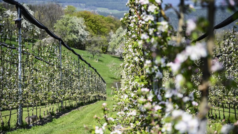 Organic orchard, © Thomas Gobauer-Photography Organic orchard, © Thomas Gobauer-Photography