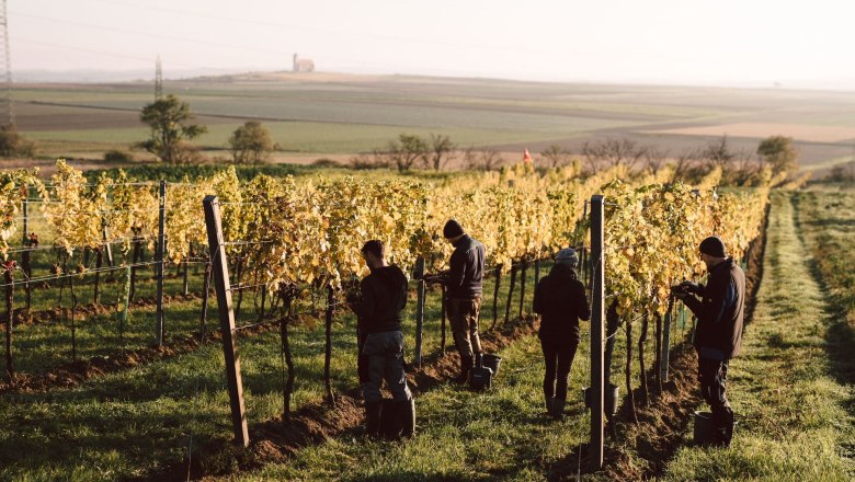 Working in the vineyard, © Stefan Jurecek Working in the vineyard, © Stefan Jurecek