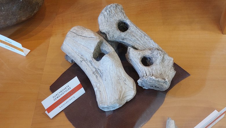 Tools made from antlers from the Kahlenberger in the Mödling Museum, © Jakob Mauerer Tools made from antlers from the Kahlenberger in the Mödling Museum, © Jakob Mauerer