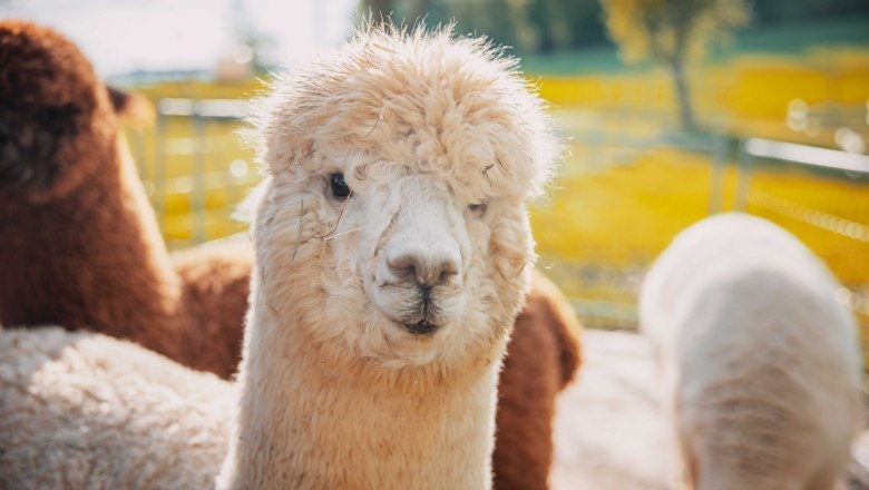 White Alapaka, © Donaublickalpakas White Alapaka, © Donaublickalpakas