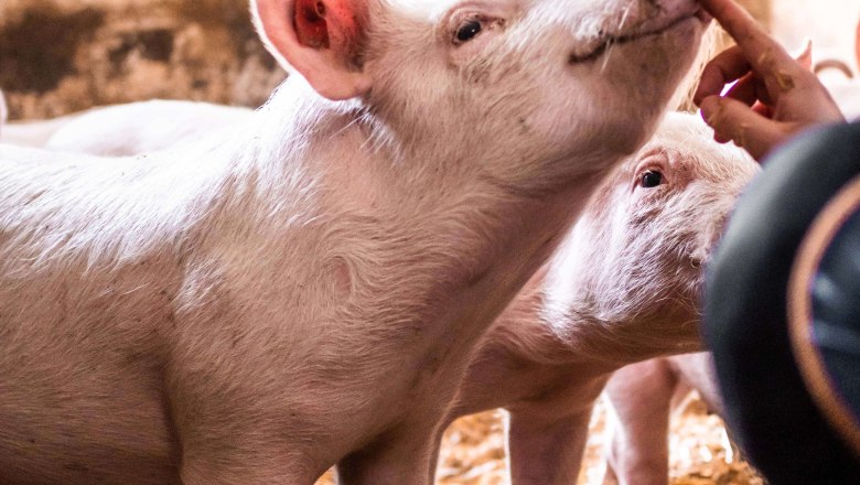 Pigs, © Anni Putz Pigs, © Anni Putz