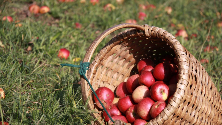 Farm sales Ertl family, © Familie Ertl Farm sales Ertl family, © Familie Ertl