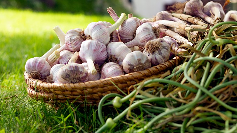 Delicious garlic from the Handlerhof 18, © Sooo gut schmeckt die Bucklige Welt / Viktoria Kornfeld Delicious garlic from the Handlerhof 18, © Sooo gut schmeckt die Bucklige Welt / Viktoria Kornfeld