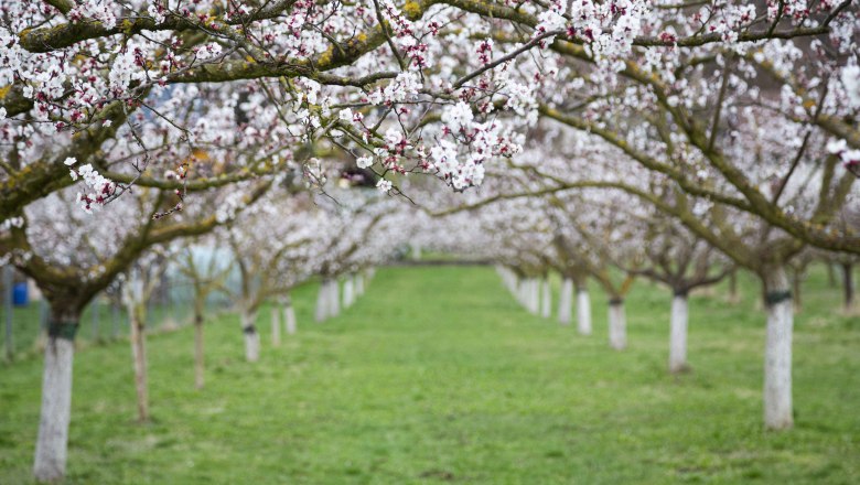 Blooming apricot trees in Lilli's apricot garden, © Donau NÖ_Barbara Elser Blooming apricot trees in Lilli's apricot garden, © Donau NÖ_Barbara Elser