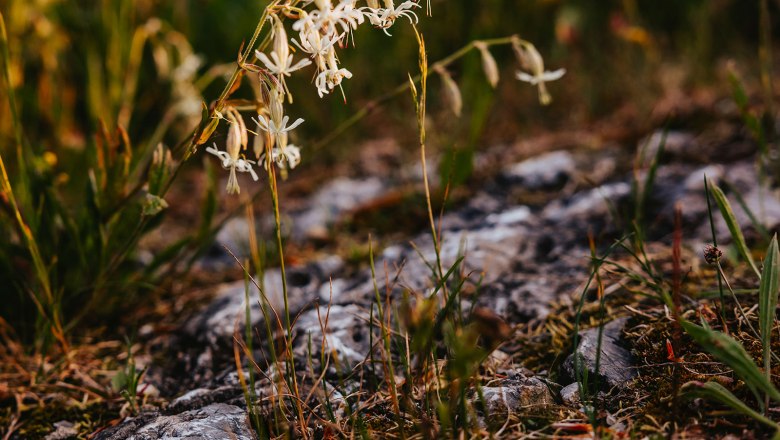 Nestelberg 17 (c)Marlene Schindlegger (48), © Sabine Wieser Nestelberg 17 (c)Marlene Schindlegger (48), © Sabine Wieser