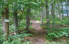 Wieshofer Steig, © Wienerwald Wieshofer Steig, © Wienerwald