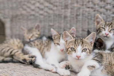 Cat alarm, © Einkehrhof Poggau Cat alarm, © Einkehrhof Poggau