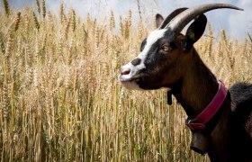 Goat hike, © Michael Schreiber Wedding Memories Goat hike, © Michael Schreiber Wedding Memories