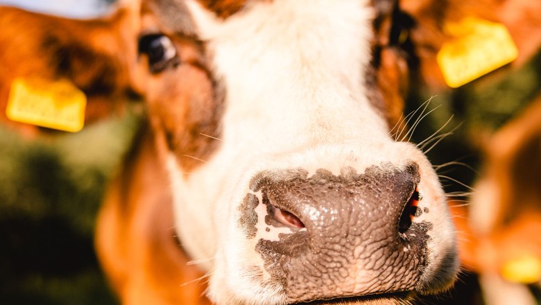 Nestelberg 17 (c)Marlene Schindlegger (53), © Sabine Wieser Nestelberg 17 (c)Marlene Schindlegger (53), © Sabine Wieser