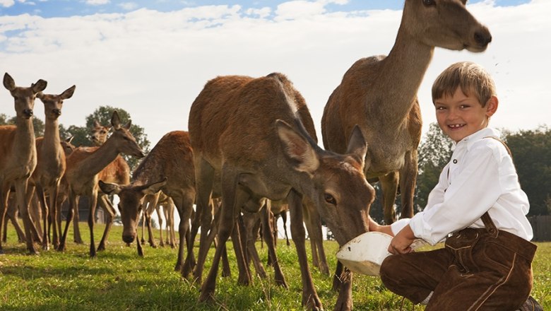 Patrik feeding the deer, © Langthaler Patrik feeding the deer, © Langthaler