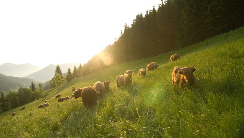 Biobauernhof Lacken, C Familie Blamauer (2), © Familie Blamauer Biobauernhof Lacken, C Familie Blamauer (2), © Familie Blamauer