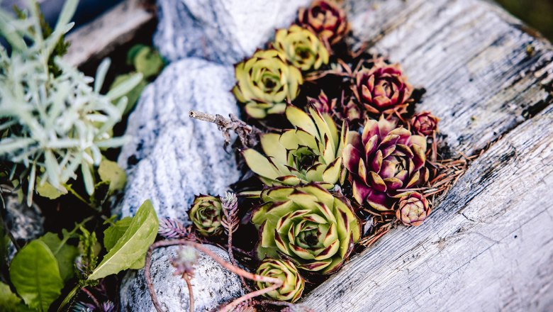 Nestelberg 17 (c)Marlene Schindlegger (58), © Sabine Wieser Nestelberg 17 (c)Marlene Schindlegger (58), © Sabine Wieser