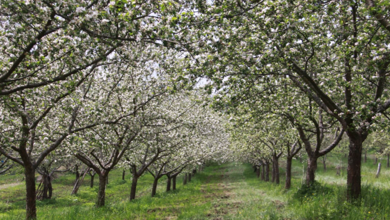 Farm sales Ertl family, © Familie Ertl Farm sales Ertl family, © Familie Ertl