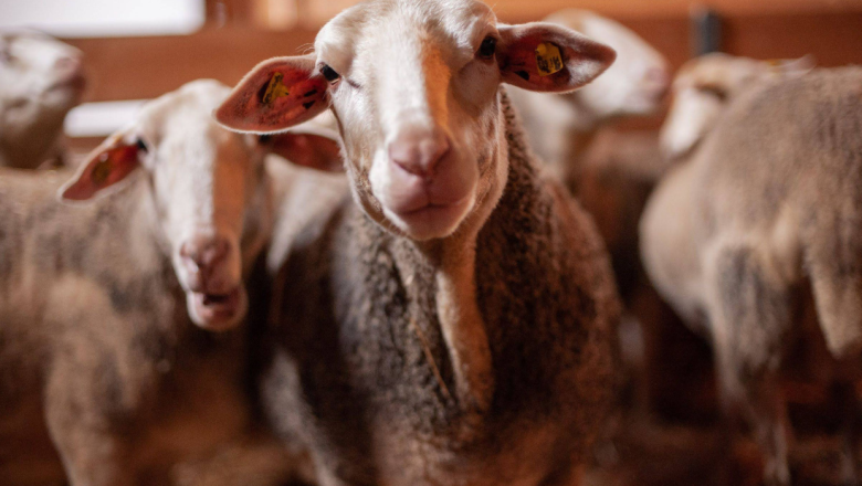 Organic farm Österreicher, © Bio Bauernhof Österreicher Organic farm Österreicher, © Bio Bauernhof Österreicher
