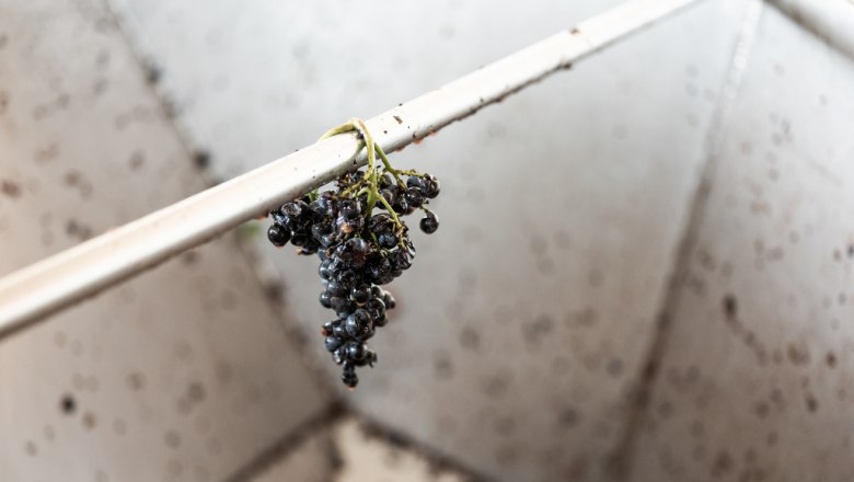 During the grape harvest, © Phiilipp Horak During the grape harvest, © Phiilipp Horak