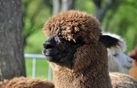 Brown alpaca before shearing, © Donaublickalpakas Brown alpaca before shearing, © Donaublickalpakas