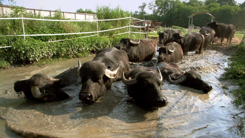 Diendorf farm cheese dairy, © Reinhard Golebiowski Diendorf farm cheese dairy, © Reinhard Golebiowski