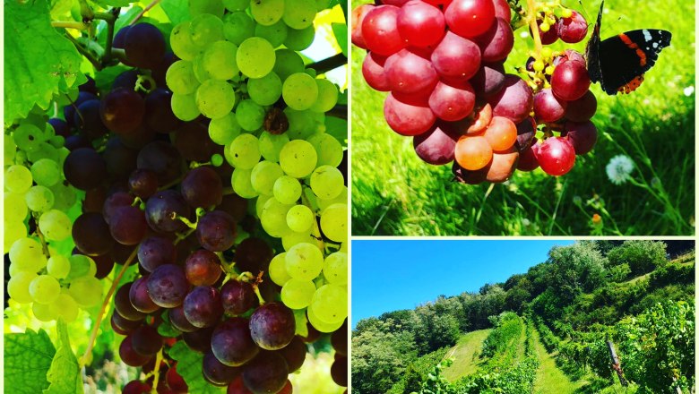 Winery Niefergall Wolfsthal, © Weinbau Niefergall Winery Niefergall Wolfsthal, © Weinbau Niefergall